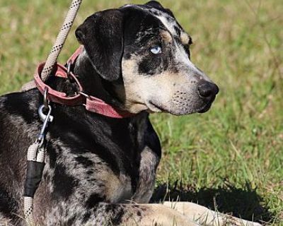 Cirilla - Catahoula Leopard Dog Female Dog for Adoption