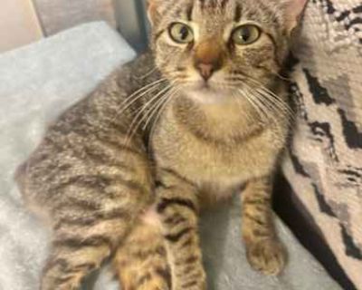 Kitty - Manx Female Cat for Adoption