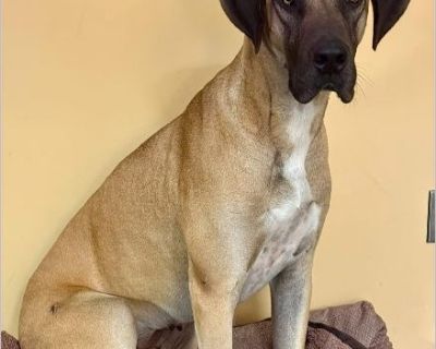 RubyDoo - Female Puppy Great Dane for Adoption