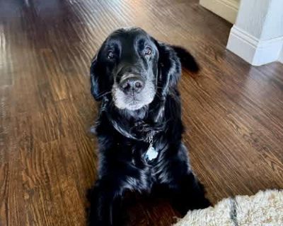 River the \u201cFlattie\u201d - Flat-Coated Retriever Male Dog for Adoption