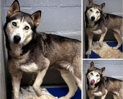 bella - Female Puppy Siberian Husky mix for Adoption