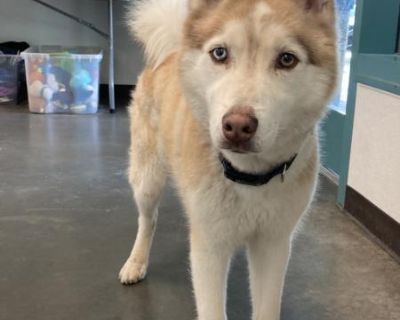 DRACO - Siberian Husky Male Dog for Adoption