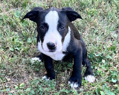 Smart, Sweet, and So Lovable Musketeer is a 4-month-old Bully mix who s equal parts brains and heart. Known as the escape artist of the group, he s always finding clever ways to get into (and out of!) things. But after his little adventures, Musketeer is happiest curled up in your arms, reminding you that he s just as sweet as he is smart. Other things to love about Musketeer: Clever, curious, ...