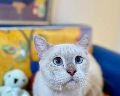 Chester Shah - Siamese Mix Male Cat for Adoption