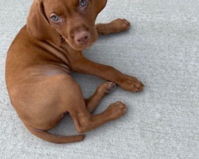 Vizsla Puppies for Sale - Purebred *Delivery Service Available