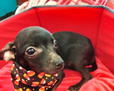 Curly - Chihuahua Male Puppy for Adoption