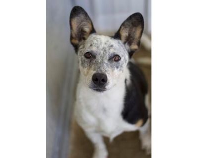 Bowie - Australian Cattle Dog/Mixed Breed (Medium) Mix Male Puppy for Adoption