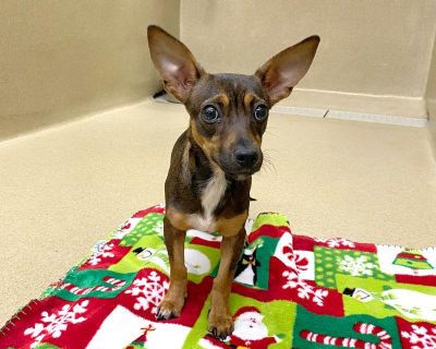 Nugget #21203 is a sable female Chihuahua mix. She is approximately 1 year old. She has not been spayed. She is gentle and affectionate. She appears to be well socialized. She appears to be in good condition. She is current on vaccines.. Coat length Short Health Vaccinations up to date.. Adult Female Small Bicolor