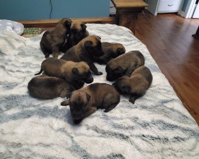 Belgian malinois puppies