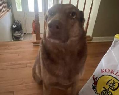 Bella - Labrador Retriever/Shepherd (Unknown Type) Mix Female Dog for Adoption