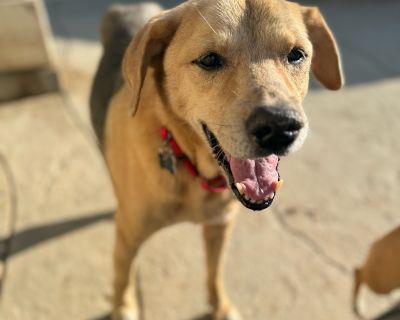 Jack - Beagle & Shepherd Mix Male Dog for Adoption