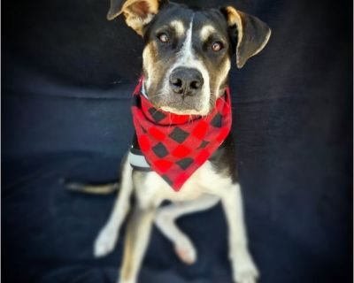Dal - Male Puppy Pit Bull / Lab for Adoption