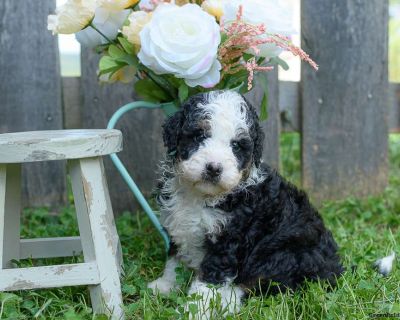 Candy - 6 Weeks Female Mini Bernedoodle Puppy for Sale