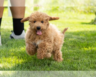 Todd - Goldendoodle (Miniature) Male Puppy for Sale