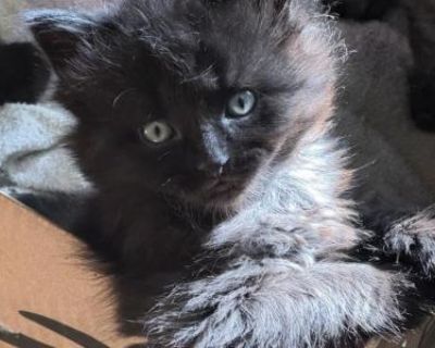Sophie - American Longhair Female Kitten For Sale