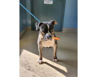 DEXTER - American Staffordshire Terrier Male Dog for Adoption