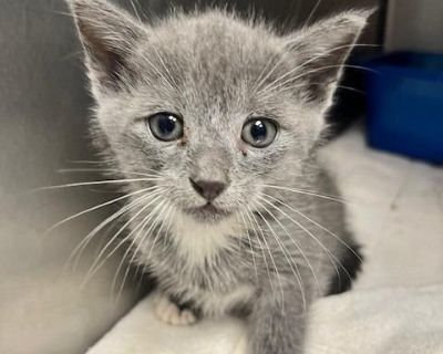 Monnae - Domestic Short Hair Mix Male Cat for Adoption