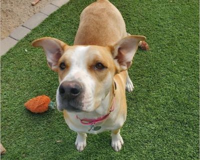 Gigi is a 55lb 2yo happy wiggly girl. She is crate, house and leash trained. She loes everyone she meets and is always so happy. She gets along with other dogs big and small just takes a minute to warm up. She would make a great family dog who loves to go on walks but also loves to nap on the couch. If you are interested in meeting Gigi please reach out she has been in rescue for almost a year ...