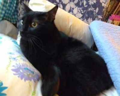 Chichi - Manx Female Cat for Adoption