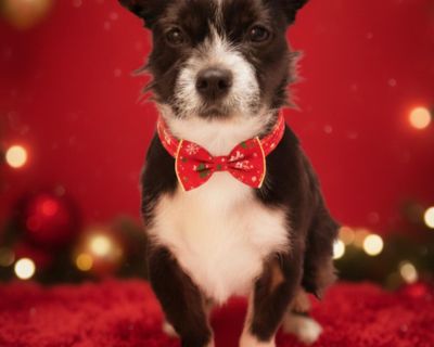 ChatGPT said:Meet Dutch the little dog with a big heart and an even bigger personality! Weighing in at 12 14 pounds, this adorable dachshund cairn terrier mix is all charm wrapped in a sturdy, confident package. Dutch especially adores the fellas, but he warms up beautifully to women too he s simply a man s dog at heart with plenty of love to go around. Dutch is the perfect blend of spunk and s...