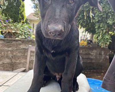 Benny (12wk PUPPY) - German Shepherd Dog/Labrador Retriever Mix Male Puppy for Adoption