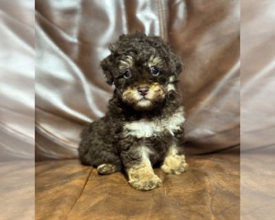 8 Weeks Old * Size at Maturity: Small * Show Potential: Yes * Availability Date: 11/17/2025 * Shipping Area: Nationwide * Payment Method: Paypal, Escrow Service, Credit Cards, Cash *. Gorgeous Toy Poodle boy. He s CKC registered, from genetic health tested parents and is 1200. He ll be 6-8lbs grown. Very sweet, snuggly and adorable! He s ready to go home now. 812-697-6037