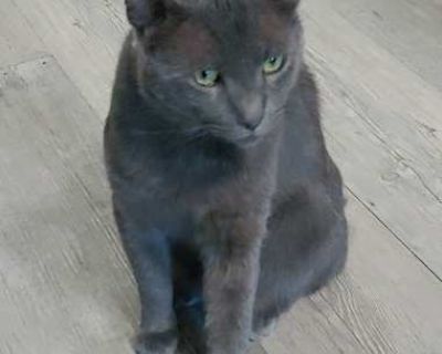 Shadow Blackstone - Russian Blue Male Cat for Adoption