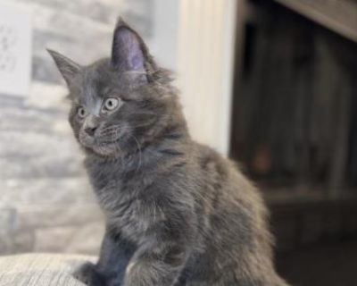 Stella - Maine Coon Female Kitten For Sale