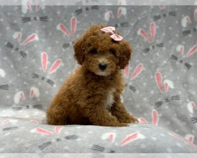 Bunny - Goldendoodle (Miniature) Female Puppy for Sale