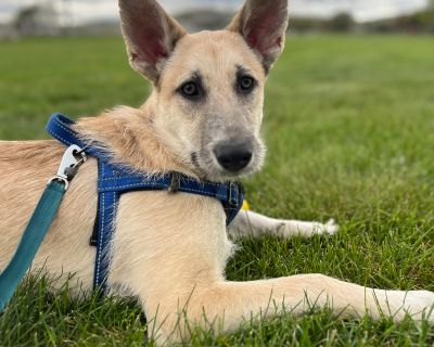 Jasper - German Shepherd Dog & Husky Mix Male Puppy for Adoption