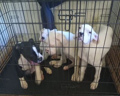 Pure bred boxer pups 2 females and a male. Females are reverse brindle and white. Male is white. Tails docked, dew clawed and up to date on shots. 4mos old and partially house broken.