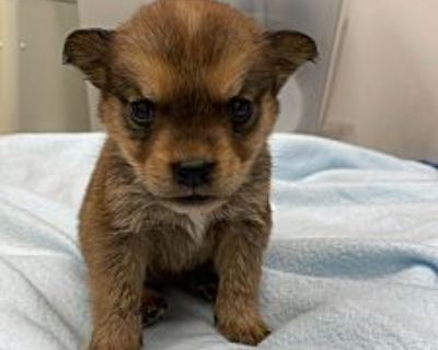 Lyon - Cattle Dog/Shepherd (Unknown Type) Mix Male Puppy for Adoption