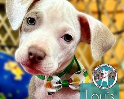 Louis Armstrong Jazz - Pit Bull Terrier Male Puppy for Adoption