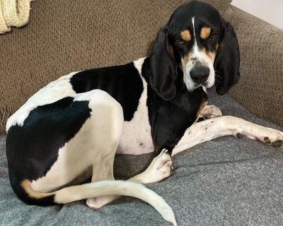 Chance - Coonhound Male Dog for Adoption