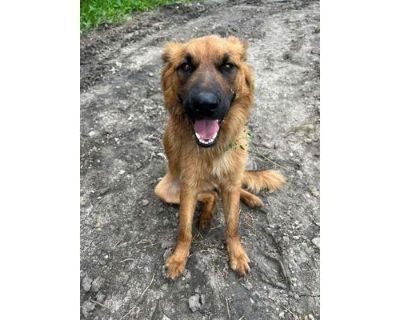 Bear - Mixed Breed (Medium)/Mixed Breed (Medium) Mix Male Dog for Adoption