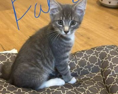 Fang - Tabby Male Cat for Adoption