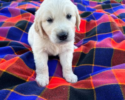 4 Male and 3 Female Golden Retriever Puppies for Sale