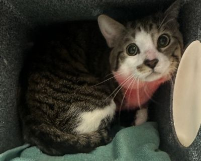 What my friends at ACC say about me: I lived with children in my previous home. I have lived with cats in my previous home. Cheek and chin scratches make me so happy! Upon approach Nala is in his den, poking his head out and lip licking as the assessor approaches. He is able to be slowly coaxed out of the den using treats and cat nip, coming slightly out of the den before pulling back a few tim...