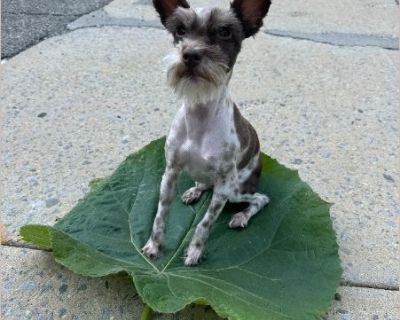 Meet Willow - 4-Year-Old Toy Schnauzer (Full Bred) https://youtube.com/shorts/NSCcGzky00o Looking for a Brooklyn Home Clinton Hill / Fort Greene / Williamsburg preferred I'm looking for an experienced, loving home for my 4-year-old toy Schnauzer, Willow. She's healthy (just needs a dental cleaning), spayed, fully vaccinated, and an incredibly sweet, playful, cuddly dog. I'm rehoming her only be...