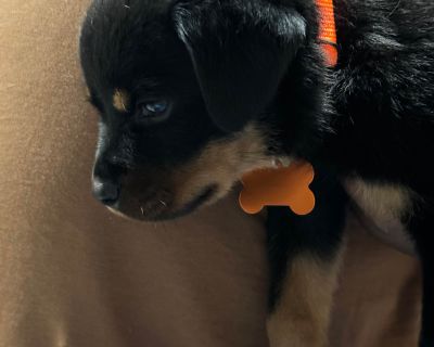 3 Female Rottweiler Puppies for Sale