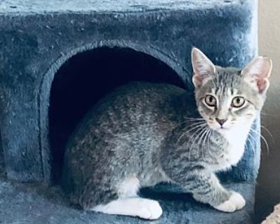 Nikki - Domestic Shorthair Female Kitten for Adoption