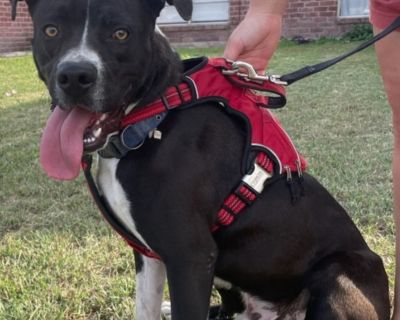 Duke - American Staffordshire Terrier & Boxer Mix Male Dog for Adoption