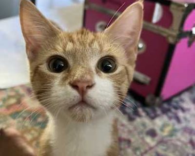 Poppy - Domestic Mediumhair Male Cat for Adoption