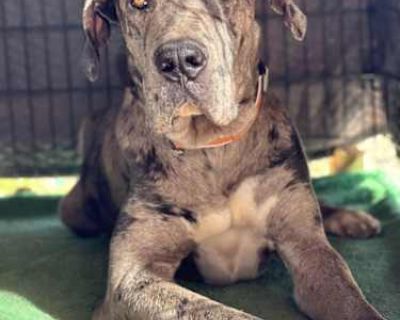 Dexter - Great Dane Male Dog for Adoption