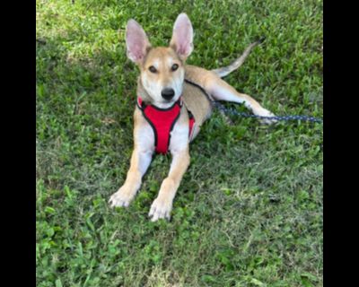 Chaco - German Shepherd Dog Male Dog for Adoption