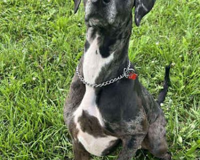 Xo - Great Dane Female Dog for Adoption