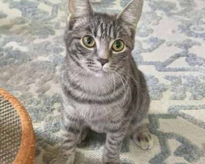 Meet Marina & Nova! If you are interested in our kittens and would like to arrange the meet and greet at fosters homes, please complete the adoption application using the following link (copy & paste it into your browser) https://form.jotform.com/82828565257166 or text us for more info at (908) 986-2505 Our cats and kittens are allowed to be adopted anywhere in NYC/NJ/Long Island. Please note, ...