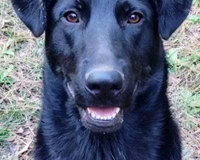 Shera - Shepherd Mix Female Dog for Adoption