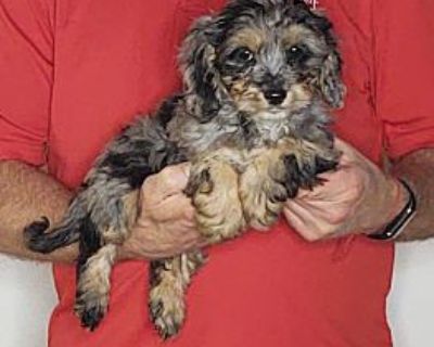 Ace - Cavapoo Male Puppy for Adoption