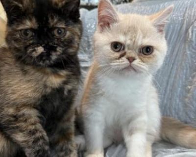 Exotics Kittens - Exotic Male & Female Kitten For Sale